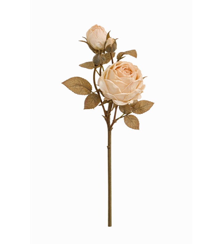 Rose Spray  Almond Cream Dried Spay
