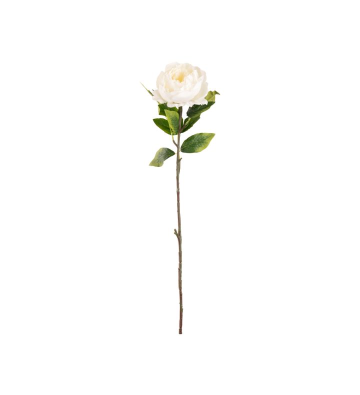 Aurora Peony White Single Stem Flower
