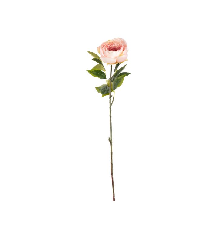 Aurora Peony Light Pink Single Stem Flower