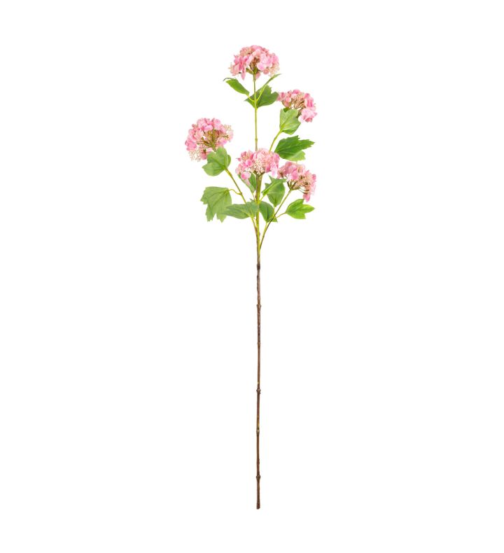 Hydrangea x 5 Pink