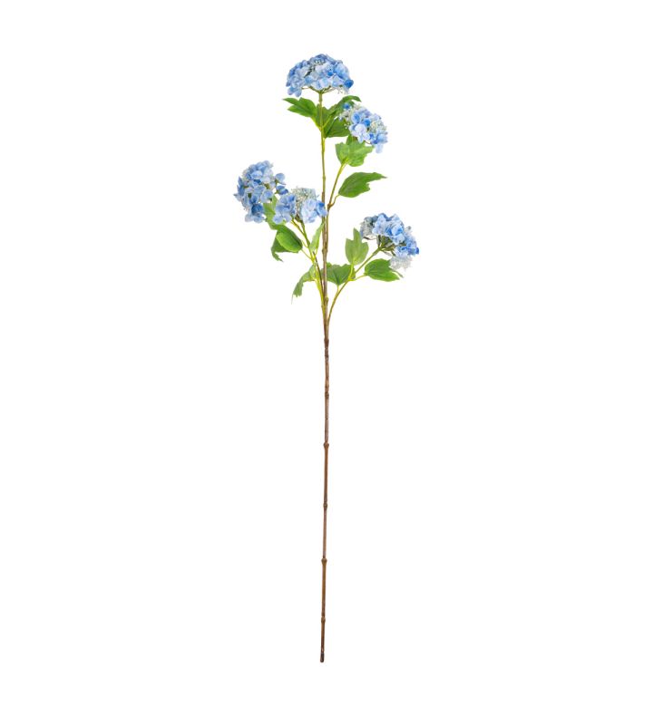 Hydrangea x 5 Blue