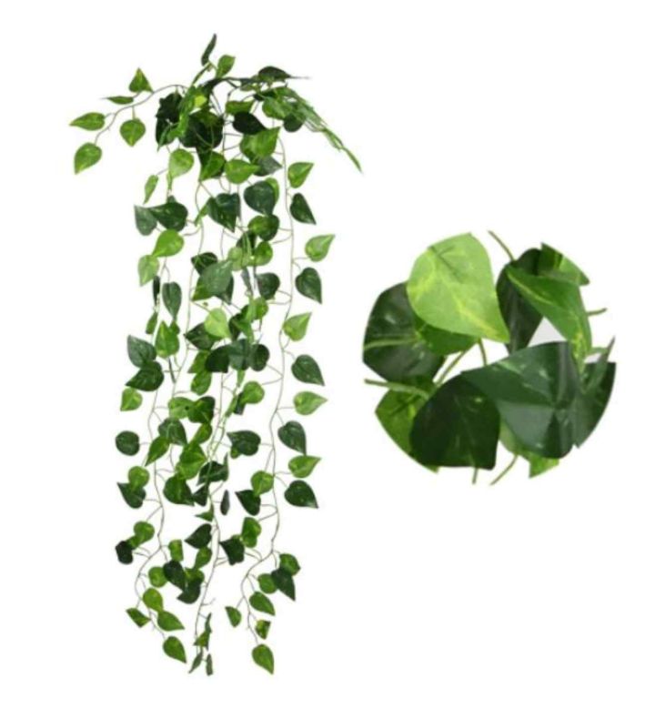 90cm Pothos Trail Green