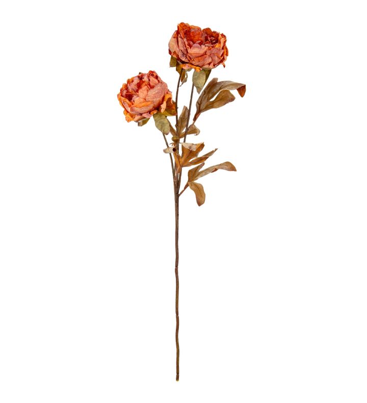 Dry Peony Copper Beech x3 Single Stem