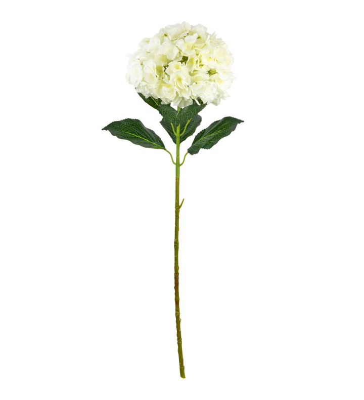 Large Head Hydrangea Cream