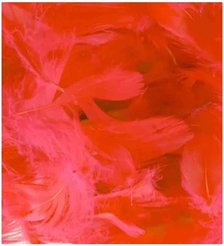 Eleganza Feathers Mixed Sizes Red - 50g