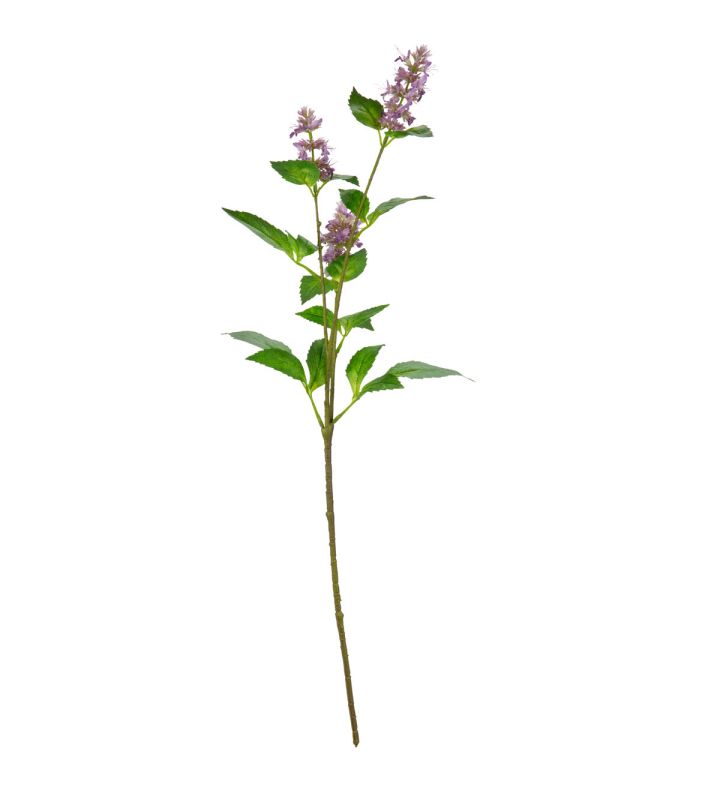 Pogostemon Spray x 3 Fuchsia Pink