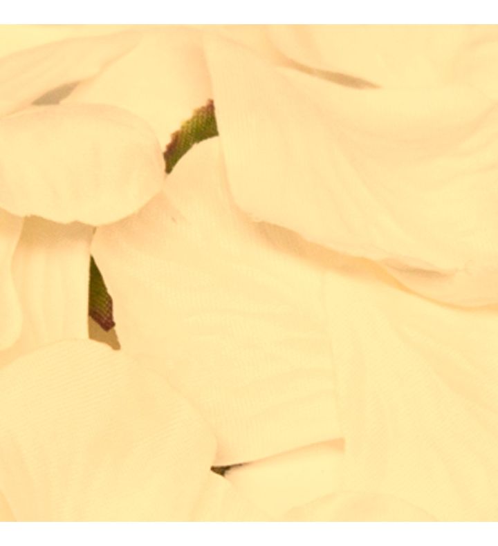 Rose Petals in Acetate Box Cream - 164pcs