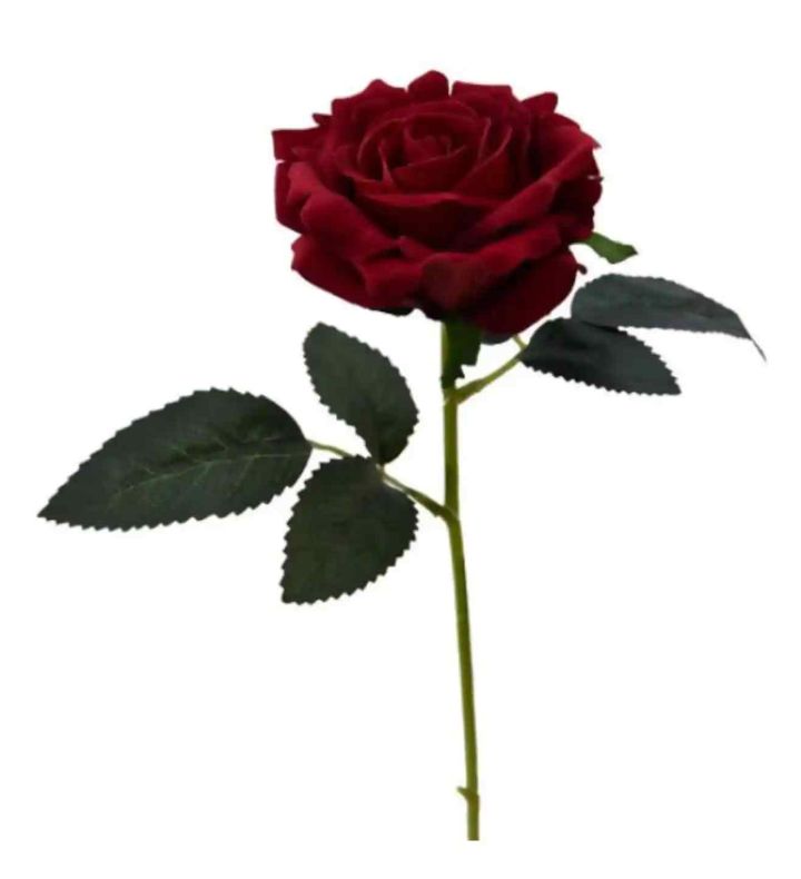 Single Short Stem Red Rose