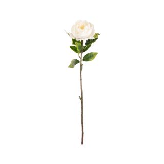 Aurora Peony White Single Stem Flower