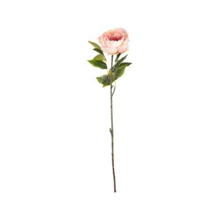Aurora Peony Light Pink Single Stem Flower