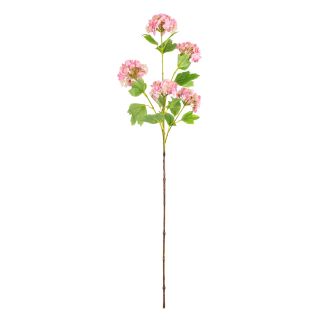 Hydrangea x 5 Pink