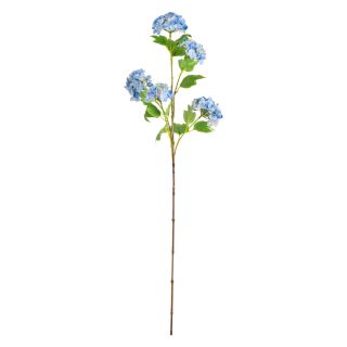 Hydrangea x 5 Blue