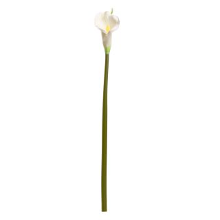 Calla Lily White Long Tall Stem Single Stem Flower
