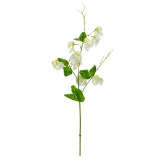Sweet Pea Spray White