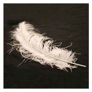 apac-white-ostrich-feathers.jpg
