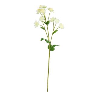 astrantia-spray-cream-61cm