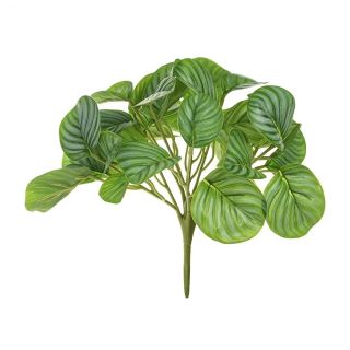 Calathea Bush x9 UV - 28cm