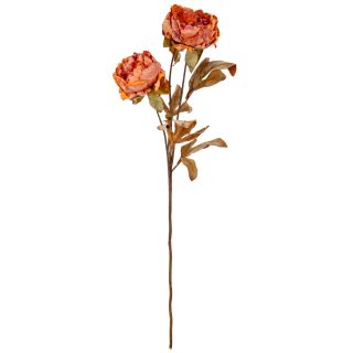 Dry Peony Copper Beech x3 Single Stem