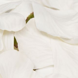 Rose Petals in Acetate Box White No.01 - 164pcs