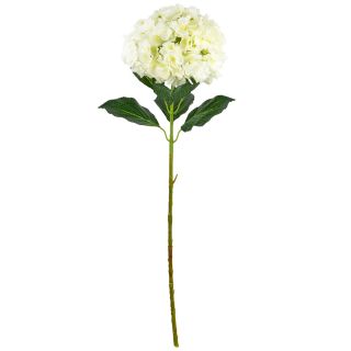 Large Head Hydrangea Cream