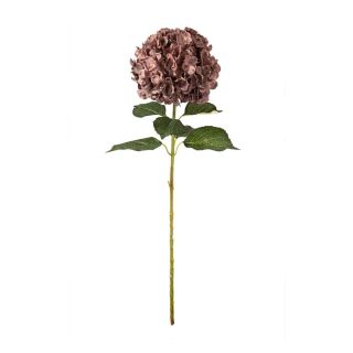 large-head-hydrangea-dusky-pink