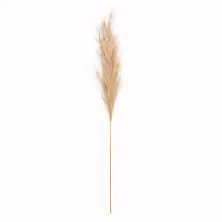Pampas Natural 15 Heads