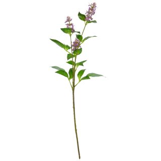 Pogostemon Spray x 3 Fuchsia Pink