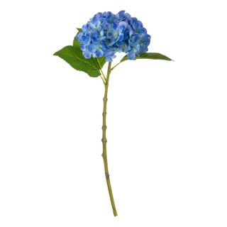 small-head-hydrangea-blue