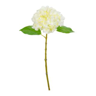 small-head-hydrangea-white