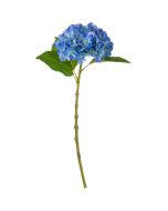 small-head-hydrangea-blue