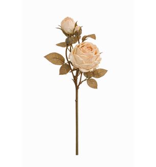 Rose Spray  Almond Cream Dried Spay