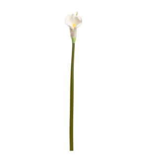 Calla Lily White Long Tall Stem Single Stem Flower
