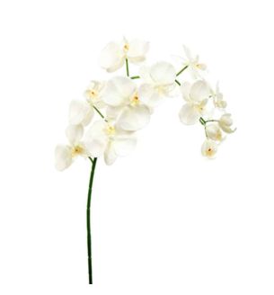 94cm-phalaenopsis-orchid-spray-ivory--1-.jpg