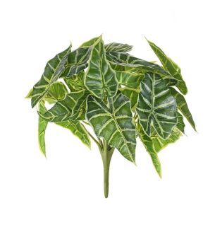 Caladium Bush x9 UV - 25cm