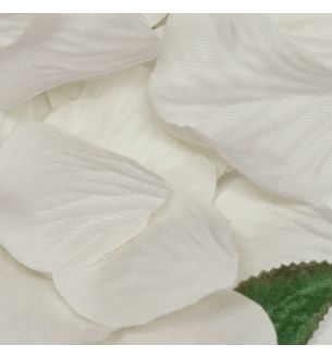 Rose Petals in Acetate Box Ivory No.61 - 164pcs