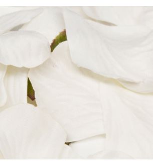 Rose Petals in Acetate Box White No.01 - 164pcs