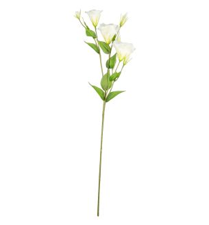 Lisianthus Spray x3 White Single Stem