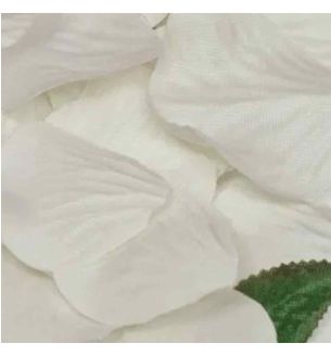 oaktree-rose-petals-ivory-1000pcs.jpg