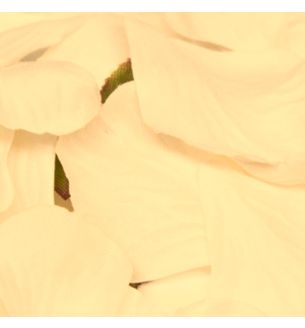 Rose Petals in Acetate Box Cream - 164pcs